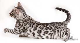 Bengal Cat silver